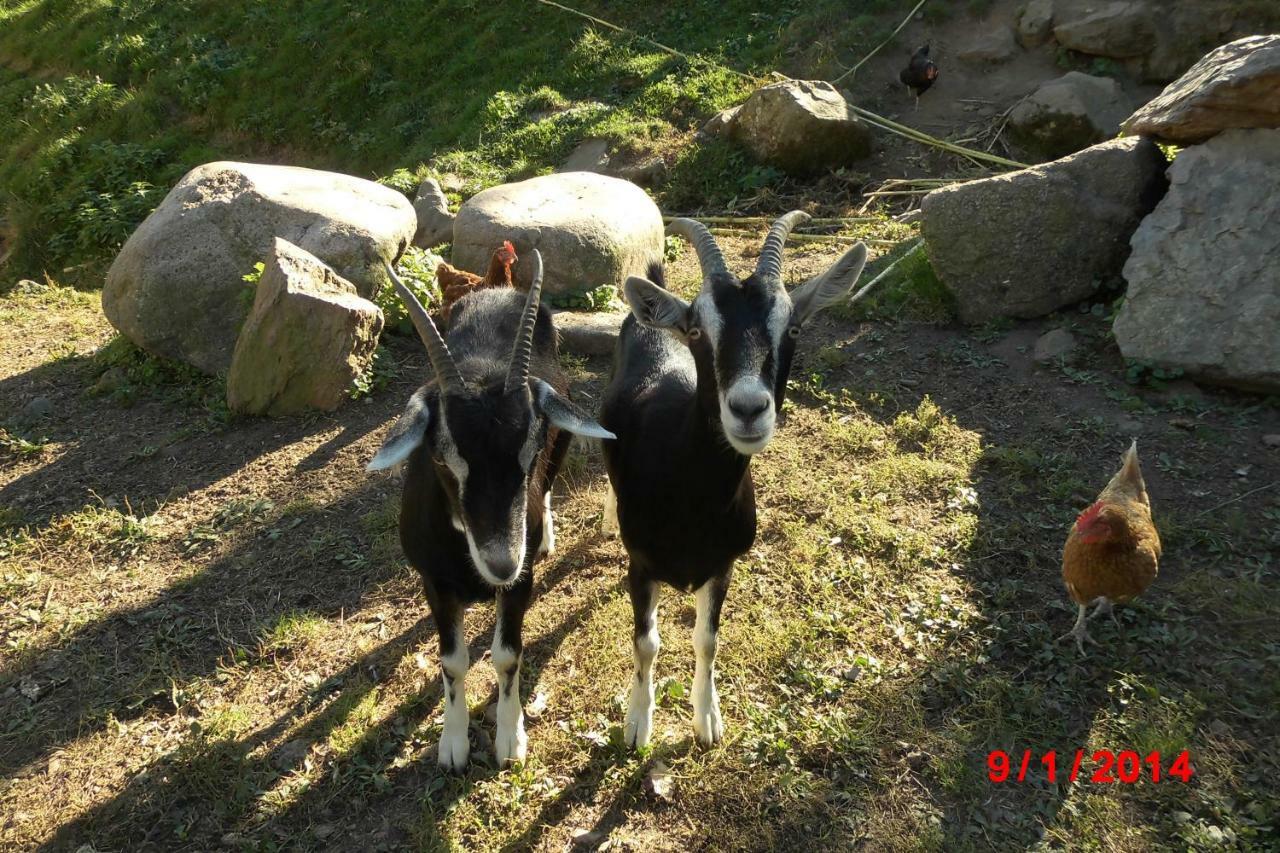Apartmán Urlaub Auf Dem Haenslehof Elzach Exteriér fotografie